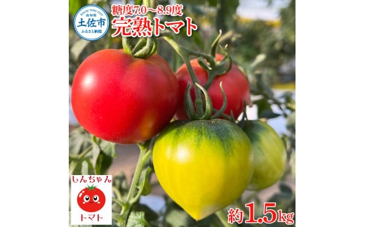 【先行予約】完熟トマト しんちゃんトマト 約1.5kg(750g×2箱) 〈2027年1月〜発送〉/ 糖度7.0～8.9度 約1.5キロ とまと トマト 野菜 やさい 料理 サラダ マリネ 甘味 酸味 食品 食べ物 おいしい お取り寄せ