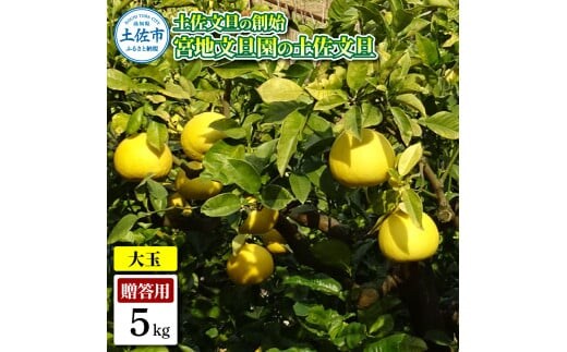 土佐文旦の創始 宮地文旦園の土佐文旦 贈答用3L 大玉 約5キロ 7～9個入り 5kg ぶんたん ブンタン フルーツ 柑橘 みかん 果物 くだもの 柑橘類 デザート プレゼント ギフト 贈り物