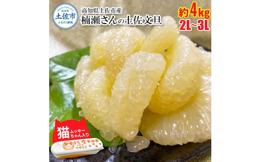 楠瀬さん土佐文旦 約4kg 2L～3Lサイズ 猫ムッキーちゃん入り 7玉前後 ぶんたん ブンタン フルーツ 柑橘 みかん 果物 くだもの 柑橘類 デザート 贈答用 プレゼント ギフト 家庭用 国産
