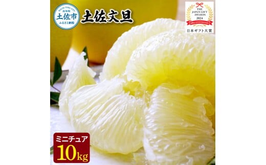 【日本ギフト大賞2024受賞】園主こだわりミニチュア土佐文旦ぶんたん 10kg 32～40玉 〈2027年1月中旬から4月下旬発送〉超小玉土佐文旦 ブンタン フルーツ 柑橘 果物 柑橘類 デザート プレゼント ギフト 高知県 土佐市【やの一果彩】[BQAC028]