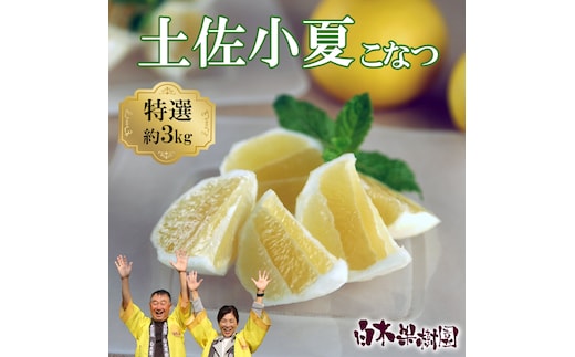 ＜果樹園直送＞土佐小夏 特選品贈答用 約3kg 3キロ こなつ 小夏 日向夏 ニューサマーオレンジ 柑橘 かんきつ 柑橘類 フルーツ 果物 くだもの 果実 デザート おやつ プレゼント ギフト 贈り物 常温配送