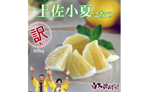 先行予約 ＜白木果樹園＞ 土佐小夏 訳ありご家庭用 約5kg 5キロ こなつ 柑橘 かんきつ 柑橘類 フルーツ 日向夏 ニューサマーオレンジ 西内小夏 果物 くだもの 果実 デザート おやつ ジュース ジャム 美味しい ご自宅用 訳アリ