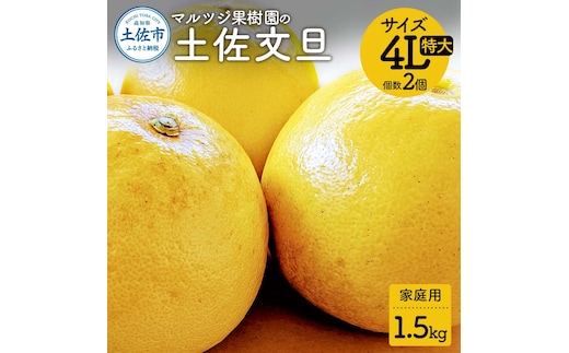 【先行予約】マルツジ果樹園の土佐文旦 家庭用(特大) 約1.5kg 1.5キロ 4Lサイズ 2個入り