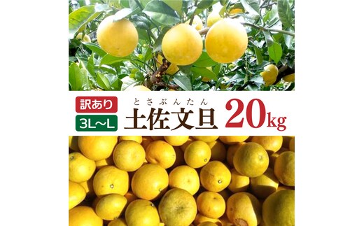 土佐文旦 文旦 訳あり 大玉入り 20kg 20キロ 3L～L ぶんたん ブンタン フルーツ 柑橘 みかん 果物 くだもの 柑橘類 デザート 家庭用 ご自宅用 お取り寄せ 国産