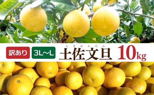 【先行予約】土佐文旦 文旦 訳あり 大玉入り 10kg 10キロ 3L～L 〈2027年2月～発送〉ぶんたん フルーツ みかん 果物 柑橘類 家庭用 お取り寄せ 国産【松岡ぶんたん園】