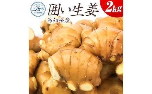 囲生姜 2kg 2キロ しょうが ショウガ 新鮮野菜 野菜 お取り寄せ 美味しい 料理 生姜焼き 薬味 調味料 新鮮 国産 日本産 ジンジャー 常温 配送