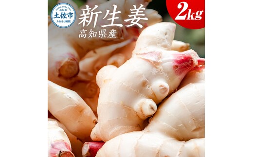 ハウス新生姜 2kg 2キロ しょうが ショウガ 新鮮野菜 野菜 お取り寄せ 美味しい 料理 生姜焼き 漬物 サラダ 新鮮 国産 日本産 ジンジャー 冷蔵 配送