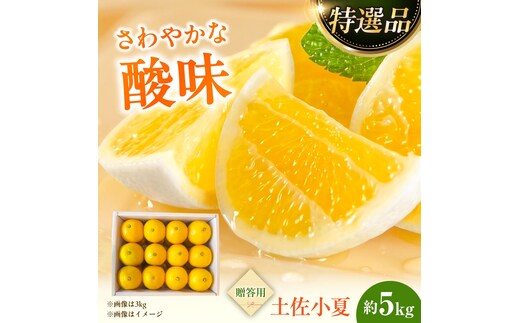 【先行予約】＜果樹園直送＞土佐小夏 特選品贈答用 約5kg 5キロ〈2026年5月下旬～6月下旬頃発送〉 / こなつ 小夏 日向夏 ニューサマーオレンジ 柑橘 かんきつ 柑橘類 フルーツ 果物 くだもの 果実 デザート おやつ【白木果樹園】 [BQAI028]