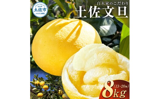 白木家のこだわり土佐文旦 露地 文旦 約8kg 13～20個入り L～3Lサイズ混合 ぶんたん ブンタン 果物 柑橘 フルーツ お取り寄せ 特産品 美味しい 高知県産 ギフト 贈答品 贈り物 常温 配送
