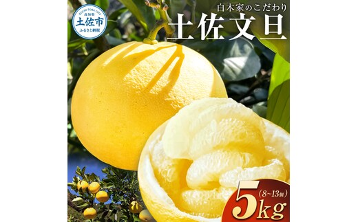 白木家のこだわり土佐文旦 露地 文旦 約5kg 8～13個入り L～3Lサイズ混合 ぶんたん ブンタン 果物 柑橘 フルーツ お取り寄せ 特産品 美味しい 高知県産 ギフト 贈答品 贈り物 常温 配送
