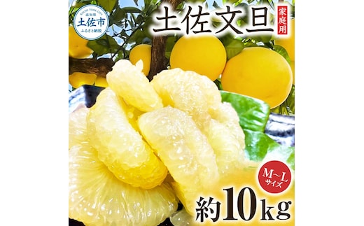 文旦 約10kg M～Lサイズ 24～30玉 ぶんたん ブンタン フルーツ 柑橘 みかん 果物 くだもの 柑橘類 デザート 家庭用 プレゼント ギフト お取り寄せ 国産 常温 配送