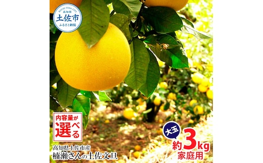 楠瀬さんの土佐文旦 家庭用大玉 約3kg 約3キロ 4L～2L ぶんたん ブンタン フルーツ 柑橘 みかん 果物 くだもの 柑橘類 デザート おやつ さっぱり おいしい 甘い お取り寄せ 国産
