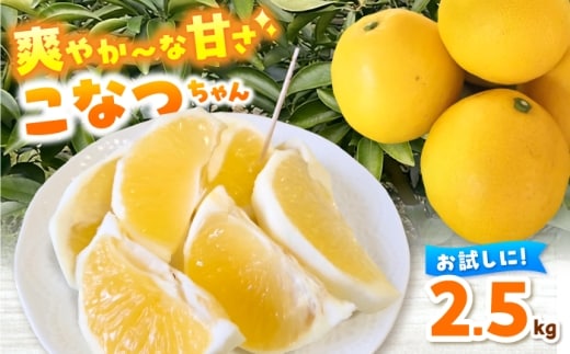 「こなつちゃん」小夏2.5kg / 高知県土佐市産 柑橘 爽やか 【土佐文旦産直協同組合】 [BQAH013]