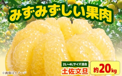 【先行予約】土佐文旦家庭用 約20kg 2L-4Lサイズ混合＜2027年1月下旬から順次発送＞ / ぶんたん ブンタン 文旦 フルーツ 柑橘 みかん 果物 くだもの 柑橘類 デザート おやつ さっぱり おいしい 甘い お取り寄せ 国産【玉木農園】 [BQAJ010]