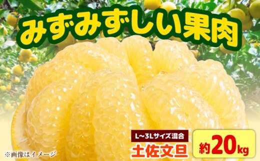 【先行予約】土佐文旦家庭用 約20kg L-3Lサイズ混合＜2027年1月下旬から順次発送＞ / ぶんたん ブンタン 文旦 フルーツ 柑橘 みかん 果物 くだもの 柑橘類 デザート おやつ さっぱり おいしい 甘い お取り寄せ 国産【玉木農園】 [BQAJ011]
