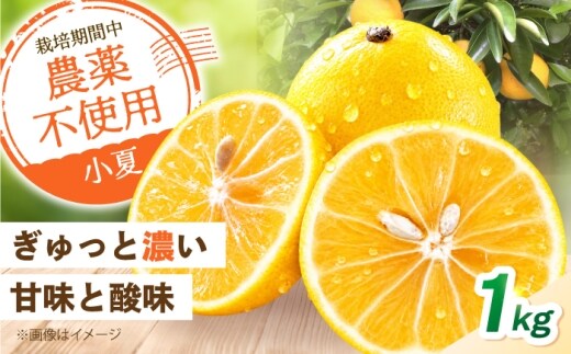 【先行予約】自然栽培小夏 1kg〈2027年4月1日～6月30日発送〉 / 柑橘 自然 土佐市 【有限会社四万十くじら】 [BQBR013]