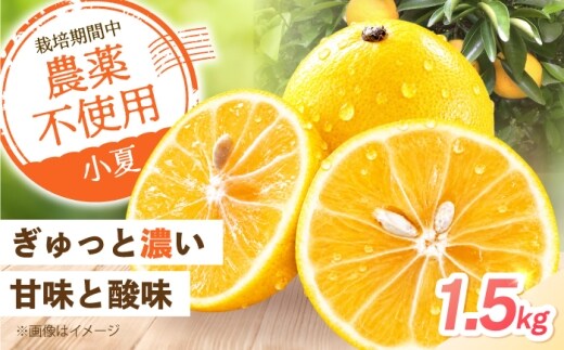 【先行予約】自然栽培小夏 1.5kg〈2027年4月1日～6月30日発送〉 / 柑橘 自然 土佐市 【有限会社四万十くじら】 [BQBR014]