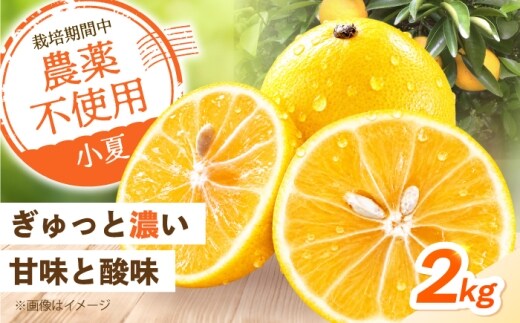 【先行予約】自然栽培小夏 2kg 〈2027年4月1日～6月30日発送〉/ 柑橘 自然 土佐市 【有限会社四万十くじら】 [BQBR015]