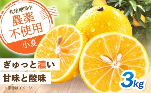 【先行予約】自然栽培小夏 3kg 〈2027年4月1日～6月30日発送〉/ 柑橘 自然 土佐市 【有限会社四万十くじら】 [BQBR016]