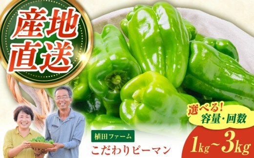 【全6回定期便】高知県産 植田ファームのこだわりピーマン 2kg〈2026年10月1日～2027年6月下旬〉 ピーマン 甘い 新鮮野菜 サラダ 野菜 おかず 詰め合わせ 絶品 お取り寄せ 美味しい 料理 おうちごはん 新鮮 高知県 土佐市【株式会社植田ファーム】[BQAT027]