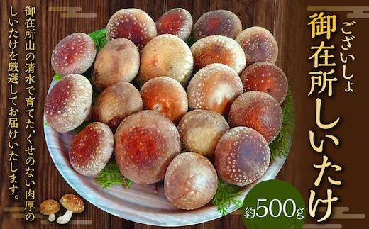 御在所肉厚生しいたけ 約500g 生しいたけ しいたけ 椎茸 シイタケ 肉厚 山菜 お取り寄せ 冷蔵
