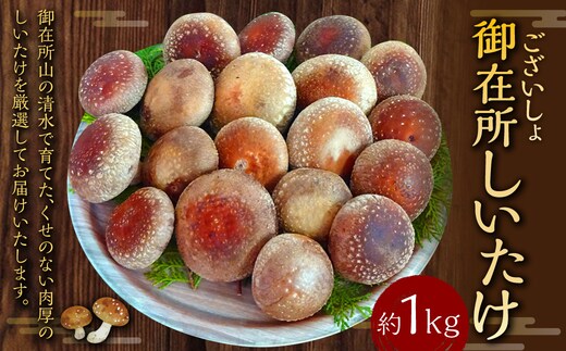 御在所肉厚生しいたけ 1kg 生しいたけ しいたけ 椎茸 シイタケ 肉厚 山菜 お取り寄せ 冷蔵