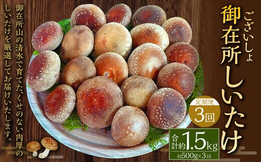 【3回定期便】御在所肉厚生しいたけ 計約1.5kg 1回あたり約500g(計3回) 生しいたけ しいたけ 椎茸 シイタケ 肉厚 山菜 お取り寄せ 冷蔵