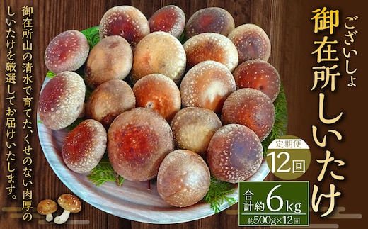 【12回定期便】御在所肉厚生しいたけ 計約6kg 1回あたり約500g(計12回) 生しいたけ しいたけ 椎茸 シイタケ 肉厚 山菜 お取り寄せ 冷蔵