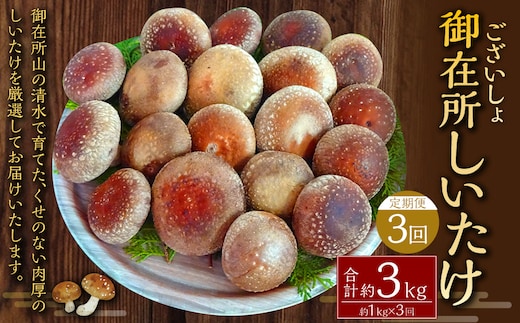 【3回定期便】御在所肉厚生しいたけ 計約3kg 1回あたり約1kg(計3回) 生しいたけ しいたけ 椎茸 シイタケ 肉厚 山菜 お取り寄せ 冷蔵