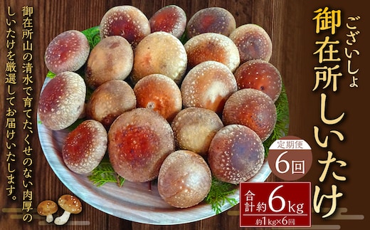 【6回定期便】御在所肉厚生しいたけ 計約6kg 1回あたり約1kg(計6回) 生しいたけ しいたけ 椎茸 シイタケ 肉厚 山菜 お取り寄せ 冷蔵