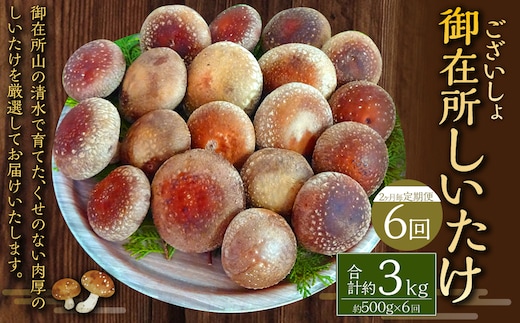 【2ヶ月毎 6回定期便】御在所肉厚生しいたけ 計約3kg 1回あたり約500g(計6回) 生しいたけ しいたけ 椎茸 シイタケ 肉厚 山菜 お取り寄せ 冷蔵