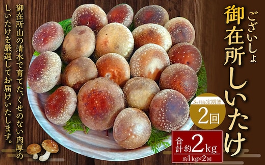 【3ヶ月毎 2回定期便】御在所肉厚生しいたけ 計約2kg 1回あたり約1kg(計2回) 生しいたけ しいたけ 椎茸 シイタケ 肉厚 山菜 お取り寄せ 冷蔵