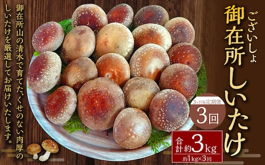 【3ヶ月毎 3回定期便】御在所肉厚生しいたけ 計約3kg 1回あたり約1kg(計3回) 生しいたけ しいたけ 椎茸 シイタケ 肉厚 山菜 お取り寄せ 冷蔵