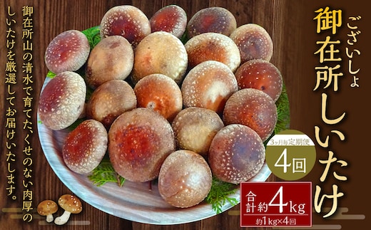 【3ヶ月毎 4回定期便】御在所肉厚生しいたけ 計約4kg 1回あたり約1kg(計4回) 生しいたけ しいたけ 椎茸 シイタケ 肉厚 山菜 お取り寄せ 冷蔵