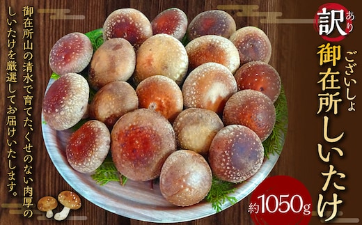 訳あり 御在所しいたけ 約1050g(約350g×3) 生しいたけ しいたけ 椎茸 シイタケ 肉厚 山菜 お取り寄せ 冷蔵
