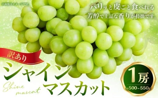 (訳あり) シャインマスカット 1房 約500~550g マスカット ぶどう ブドウ 葡萄 果物 くだもの フルーツ 常温 【2026年8月上旬~9月下旬迄発送予定】
