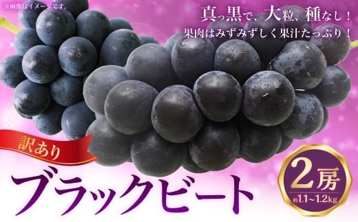 (訳あり) ブラックビート 2房 約1.1~1.2kg ぶどう ブドウ 葡萄 果物 くだもの フルーツ 常温 【2026年8月上旬~9月下旬迄発送予定】