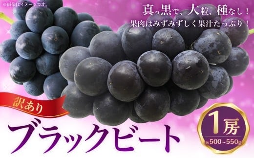(訳あり) ブラックビート 1房 約500~550g ぶどう ブドウ 葡萄 果物 くだもの フルーツ 常温 【2026年8月上旬~9月下旬迄発送予定】