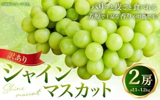 (訳あり) シャインマスカット 2房 約1.1~1.2kg マスカット ぶどう ブドウ 葡萄 果物 くだもの フルーツ 常温 【2026年8月上旬~9月下旬迄発送予定】