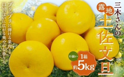 三木さんの露地栽培土佐文旦 1箱 約5kg 【2026年4月上旬迄発送予定】 文旦 ぶんたん ブンタン 柑橘 柑橘系 柑橘類 みかん ミカン 蜜柑 果物 くだもの フルーツ 国産 高知県 香美市 常温