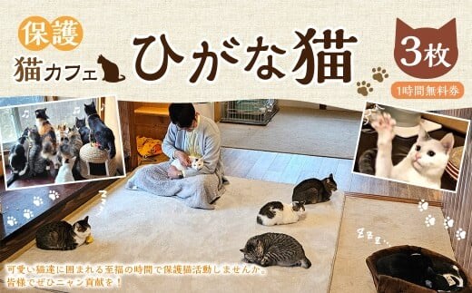 保護猫カフェひがな猫 1時間無料券 3枚 / チケット 券 利用券 カフェ利用券 体験チケット 猫カフェ ネコカフェ ねこカフェ 保護猫 保護猫カフェ 1時間 無料 高知県 香美市