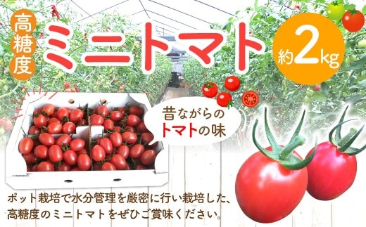 高糖度ミニトマト 約2kg 【2026年6月上旬迄発送予定】 ミニトマト トマト とまと みにとまと 野菜 やさい 高糖度 2kg