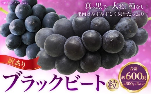 (訳あり) ブラックビート粒 約600g(約300g×2パック) ブラックビート ぶどう ブドウ 葡萄 果物 くだもの フルーツ 常温 【2026年8月上旬~9月下旬迄発送予定】