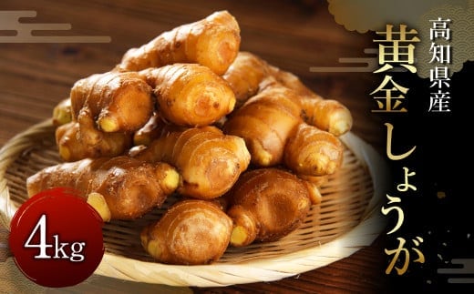 【高知県産】黄金しょうが 4kg ショウガ 生姜 野菜 特産品