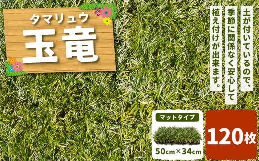 玉竜 タマリュウ たまりゅう 120枚 植物 プラント 芝生 ガーデニング ガーデニング用品