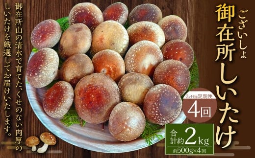 【2ヶ月毎 4回定期便】御在所肉厚生しいたけ 計約2kg 1回あたり約500g(計4回) 生しいたけ しいたけ 椎茸 シイタケ 肉厚 山菜 お取り寄せ 冷蔵