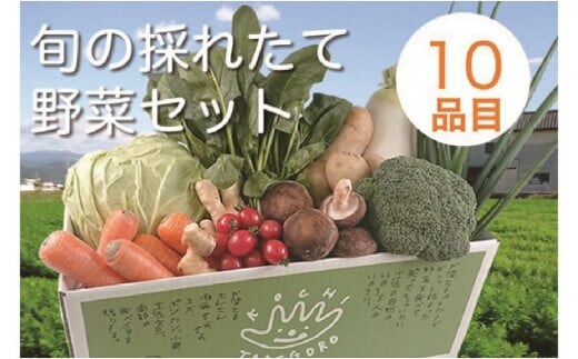 旬の採れたて新鮮野菜セット10品目「新鮮だから美味しい!」