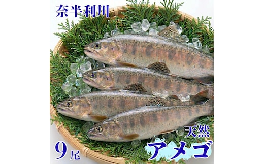 107004 奈半利川の天然アメゴ（冷凍）９尾