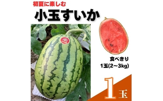 103003 山中農園 小玉すいか１玉