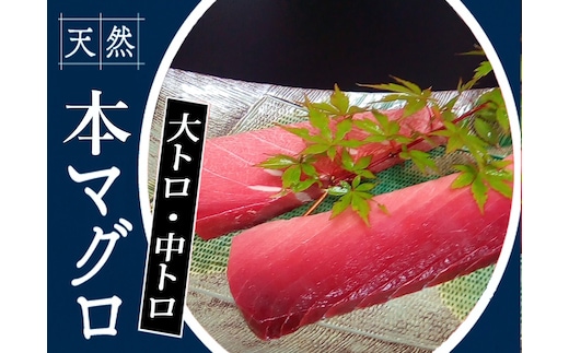 104005 本鮪 大トロ180g中トロ200g